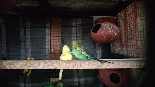 Original Sound of Parrot talking video | Budgies bird relaxing singing | By akshimokshi8415