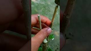 কলম করা এখন সহজ ব্যপার #NATUREfarm #gardening  #viralvideo #shortvideo #multigrafting #hibiscus