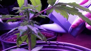 GROWING MARIJUANA WITH ORGANIC NUTRIENTS: AMENDING MEDIUMS, TRANSPLANTING, TOPPING