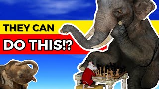 These facts WILL CHANGE the way you view ELEPHANTS!