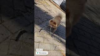 Pomeranian Enjoying Fire Pit 🍁🪵🏕⛺️🔥 #pomeranian #fireplace #doglover #camping #nature #puppy #fun