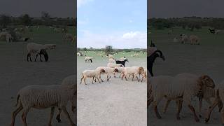 Sheep and goats in Thar desert #ytshorts #goats #sheep #thar #animals #desertlife #viral#pet #shorts