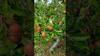 Beautiful apple orchard Auckland #apple #orchard #newzealand #fruit #Beautiful #nature #tourism