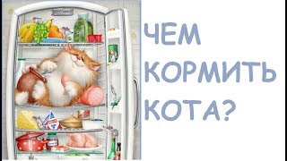 Чем кормить кота?