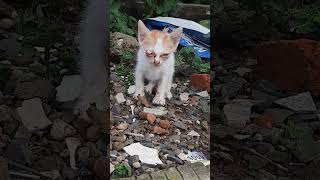 anak kucing kasihan sekali,matanya sakit