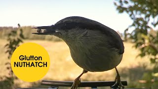 Relaxing Bird Feeder Moments with Glutton NUTHATCH in Action!