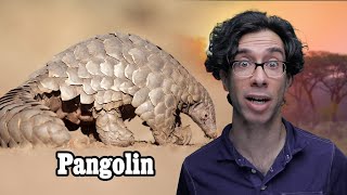 Truth about Pangolins, Covid 19, Wuhan, Bats, Wet Markets and Grading!