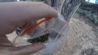 Australia: Finding a Bag of Cannabis in a Tree