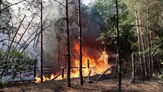 Ворожі обстріли, поривчастий вітер та людська недбалість: чому горять ліси на Харківщині