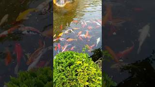 #shortsvideo #shorts #surarhrahman #quran  #qurantilawat #fish #aquarium #কুরআন_তিলাওয়াত