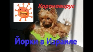 Йорки в Израиле. Коронавирус и собаки.