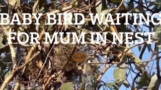 Baby bird waiting  for mum in nest # ထိၣ်ဖိအိၣ်လၢကသွံပူၤ 🪹 🐦 😯😮🤔