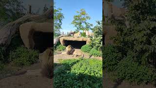 lions at Chester zoo