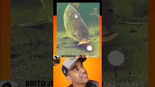 BRITO JR FISH #memes #fishing