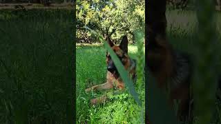 German shepherd #viral #dog #germanshepherd #doglover #trending #gsdlover #dogowner #ytshorts