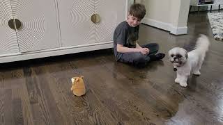 Dog barking at Maggy the Talking Hamster that repeats what you say