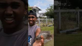 Cast Net Fishing 🇬🇾 #shorts #fishing #guyana #berbice