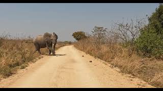 Elephant crossing Namibia. Always give way to Elephants