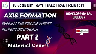 Part 2 Maternal Gene in Drosophila #csirnet #usha_yadav #developmental_biology