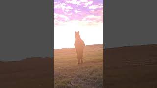 Incoming Morgan horses framed by a stunning sunrise!