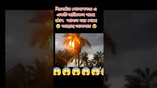 সিলেটে একটি নারিকেল গাছে বাজ পড়ে আগুন