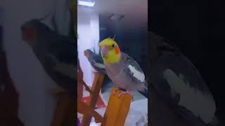 cute Bird