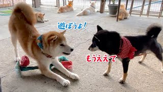 陽キャ末っ子柴犬の扱いがわかっている柴犬家族がおもしろい(笑)