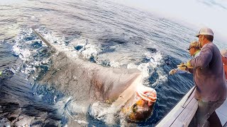 Epic Shark Longline Fishing - Massive Catches of Giant Sharks by Skilled Fishermen on Huge Boats