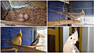 First Clutch Being Laid by My Cockatiels for Breeding Year 2024-2025