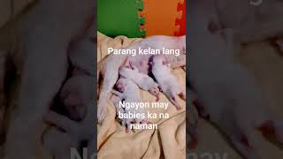 Parang kelan lang...Ngayon may babies ka na naman..#maltese