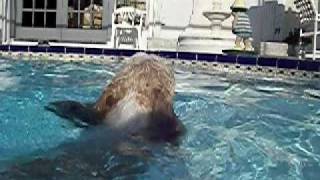 Shih Tzu Diving & Swimming