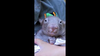 Adorable orphaned baby wombat is being hand-raised at Aussie zoo