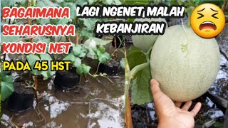 MELON LAGI NGENET MALAH TERENDAM 😫