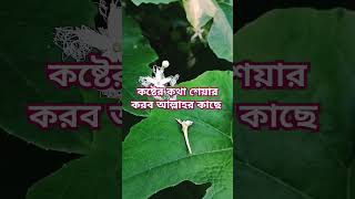 কষ্টের কথা শেয়ার করব আল্লাহর কাছে।   #subscribe #shorts @shopnaakter1932