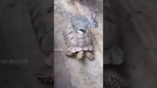 cute rabbit and tortoise race 🥰 🥰 🥰 #Shorts