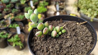 Cotyledon Papilaris, Pendes, replantio e identificação