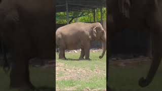 How Elephant Rotating his trunk!#ytshorts#animal#shortsvideo