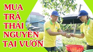 Mua Trà Thái Nguyên | Trà Thái Nguyên cao cấp