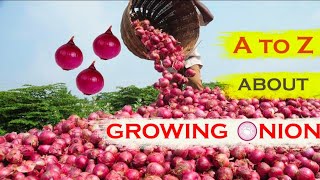 Profitable Onion farming techniques in India | Pyaz ke Khaite A to Z information @OrganicAcre