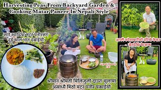 Backyard Gardening Harvest | Harvesting Peas & Cooking Matar Paneer In Garden | Nepali Style Cooking