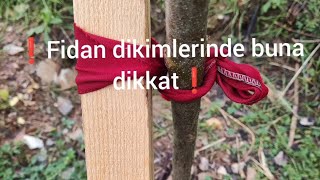 Fidan dikimi kazık ve bağlama yöntemi