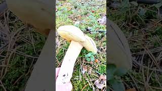 Byliśmy na grzybach 🍄🍄🍄 Będzie film z wyprawy #mushrooms