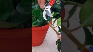 Peperomia Obtusifolia in Water #shorts #peperomia #plants #reels #propagation #foryou #beauty #video