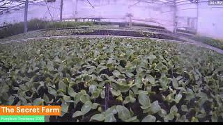 The Secret Farm   Pumpkins Timelapse