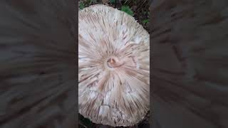 гриб Парасолька стоката, Macrolepiota procera, (зонтик пестрьій)