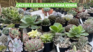 Suculentas e Cactos disponíveis para venda   Com identificação   Enviamos para todo Brasil