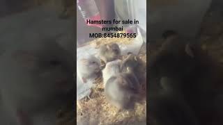 hamsters for sale in mumbai|#pets #mumbai #forsale #hamsterbabies