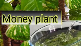 how to grOw money plant big leaf// best fertilizer 🍃