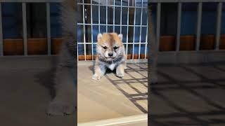 Cowardly puppy #trending #viralvideo