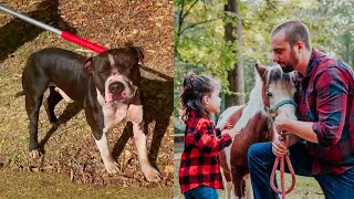 Pit bulls jump fence, kill 2 miniature horses